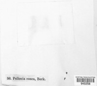 Psilonia rosea image